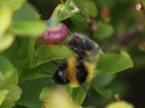 Bombus jonellus